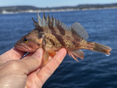 Calico rockfish (Sebastes dallii) — Sebastidae — 2