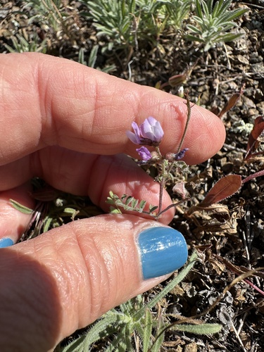Gambel's milkvetch (Astragalus gambelianus)