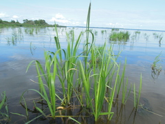 Zizania latifolia