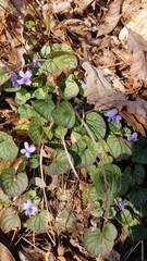 Viola walteri
