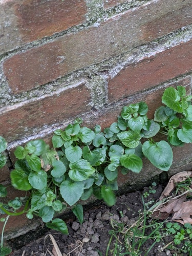 Trailing bellflower (Campanula poscharskyana)