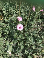 Convolvulus althaeoides althaeoides