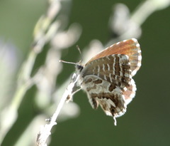 Cacyreus marshalli