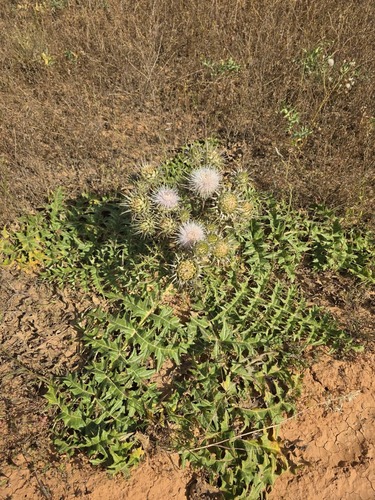 White Artichoke