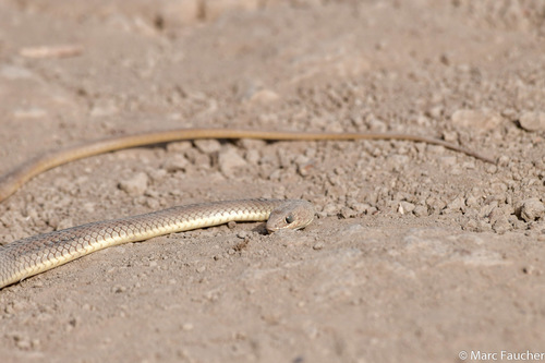 Rukwa Sand Racer