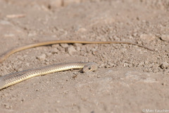 Psammophis rukwae