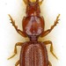 Typhloreicheia martanensis - Photo (c) Augusto Degiovanni, some rights reserved (CC BY-NC), uploaded by Augusto Degiovanni