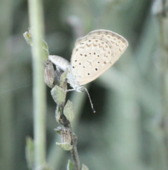 Zizeeria knysna knysna