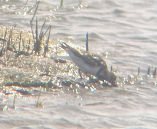 iNaturalist: (c) cade_, some rights reserved (CC BY-NC) iNaturalist image