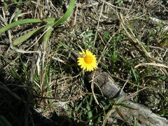 Thymophylla tenuiloba