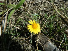 Thymophylla tenuiloba