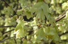Corylopsis pauciflora
