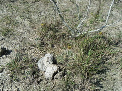 Ancistrocactus scheeri