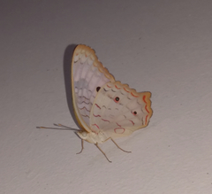 Anartia jatrophae
