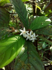 Duroia costaricensis