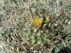 Ancistrocactus scheeri
