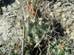 Ancistrocactus scheeri