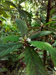 Duroia costaricensis