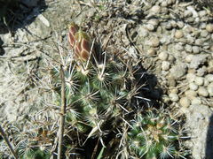 Ancistrocactus scheeri