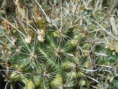 Ancistrocactus scheeri
