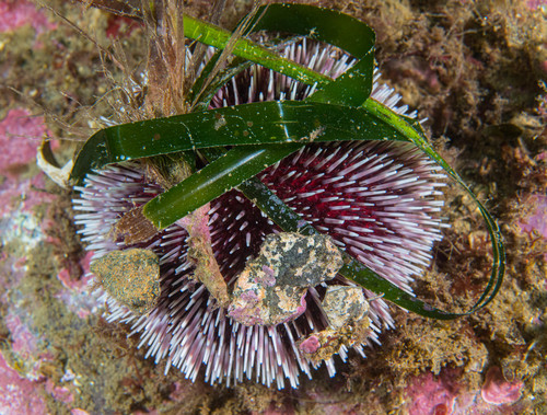 Violet Sea Urchin