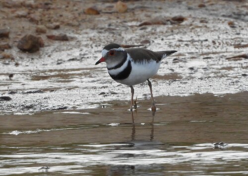 iNaturalist: (c) Moira FitzPatrick, some rights reserved (CC BY-NC), uploaded by Moira FitzPatrick iNaturalist image