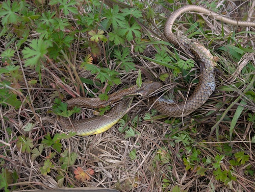 Indo-Chinese Rat Snake