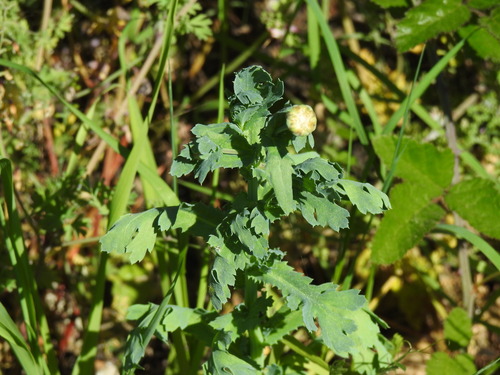 Corn Marigold (Glebionis segetum)