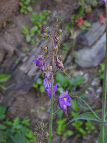 Three Birds Toadflax (Linaria triornithophora)