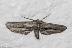 Holochroa dissociarius