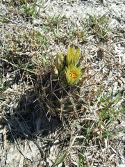 Ancistrocactus scheeri