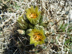 Ancistrocactus scheeri