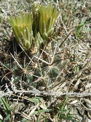 Ancistrocactus scheeri