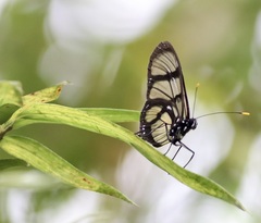 Methona confusa psamathe