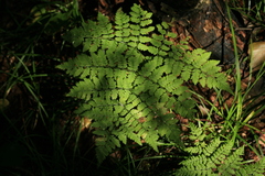 Dryopteris amurensis