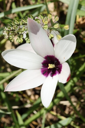 Lady Tulip (Tulipa clusiana)