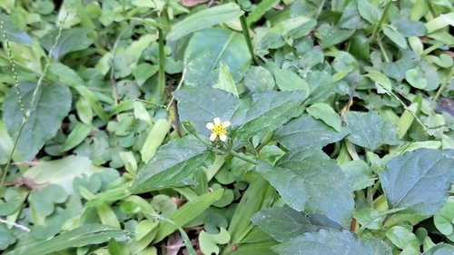 Calyptocarpus brasiliensis, photograph 2