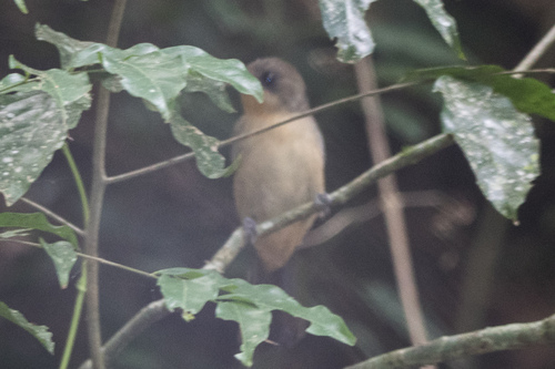 Black-goggled Tanager (Trichothraupis melanops), photo 8