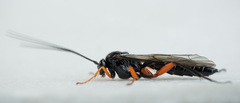 Pimpla arctica