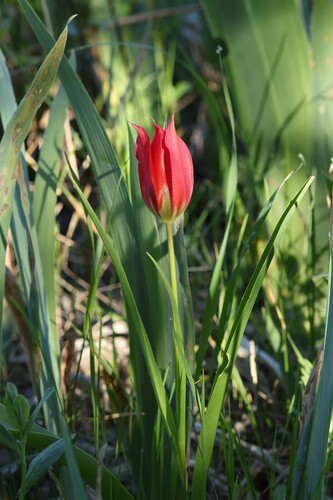 Tulipa agenensis