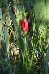 Tulipa agenensis