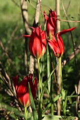 (c) Antoine Thivolle, some rights reserved (CC BY) Tulipa agenensis, photograph (c) Antoine Thivolle, some rights reserved (CC BY)