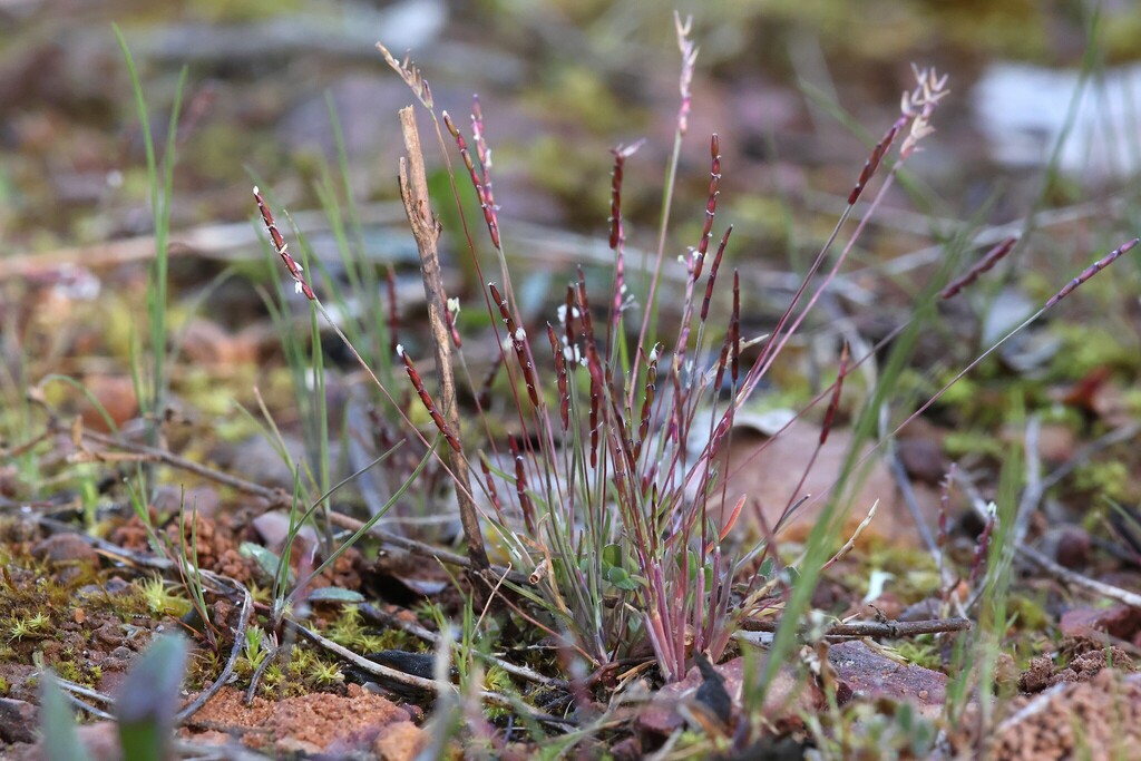 Mibora minima; photograph (c) Antoine Thivolle, some rights reserved (CC BY)