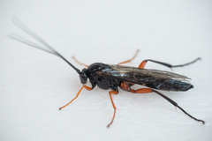 Pimpla arctica