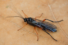 Pimpla arctica