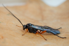 Pimpla arctica