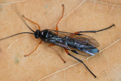 Pimpla arctica