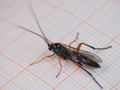 Pimpla arctica