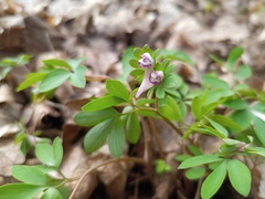 Corydalis pumila, photograph (c) Michal Honskus, some rights reserved (CC BY)