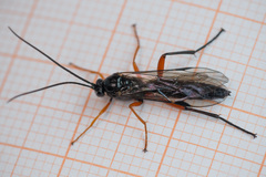 Pimpla arctica
